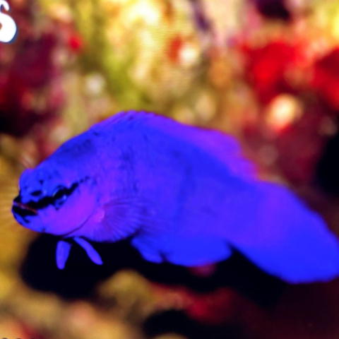 Pseudochromis fridmani Pseudochromis fridmani