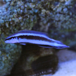 Pseudochromis fridmani x sankeyi Hybride