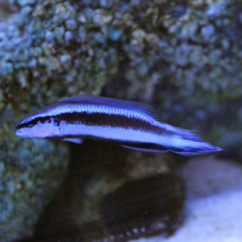 Pseudochromis fridmani x sankeyi Hybride Pseudochromis fridmani x sankeyi Hybride