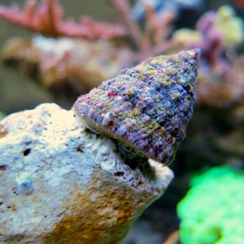 Tectus fenestratus