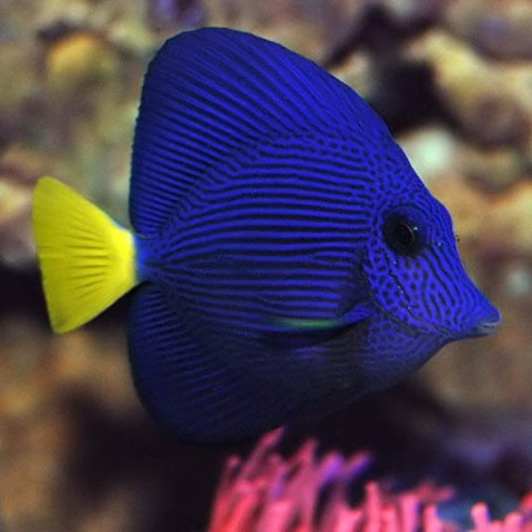 Zebrasoma xanthurum S