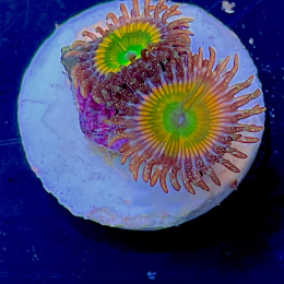 Zoanthus Sunny Delight 1 polip
