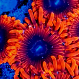 Zoanthus Ultra Lunar 1 polip