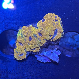 Acanthastrea echinata