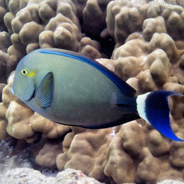 Acanthurus blochii