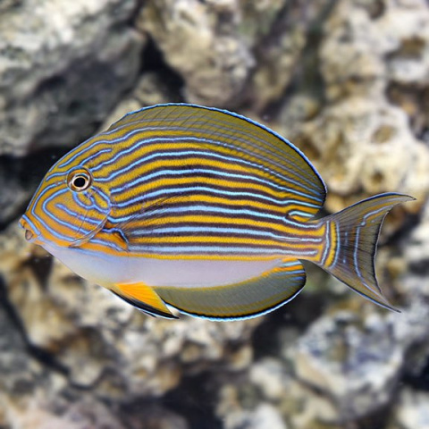 Acanthurus lineatus M