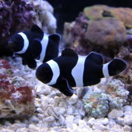 Amphiprion Black Eye Ocellaris (dorosła parka - XL)