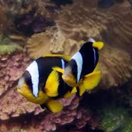 Amphiprion xanthurus (Clown Fish - Clarkii) - XS/S