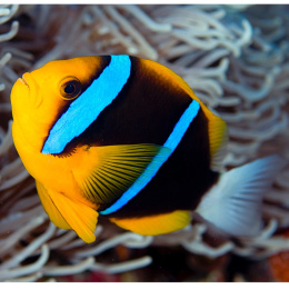 Amphiprion chrysogaster