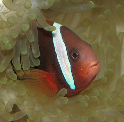 Amphiprion melanopus