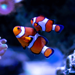 Amphiprion ocellaris (XL - parka)