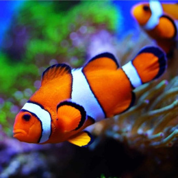 Amphiprion ocellaris M
