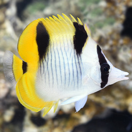 Chaetodon falcula S