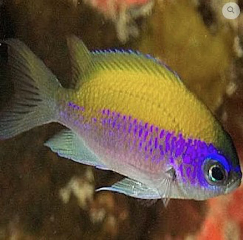 Chromis insolata