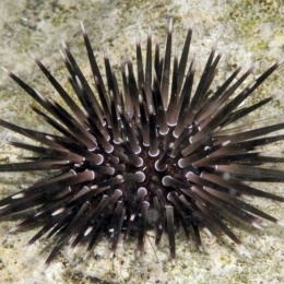 Echinometra sp. L