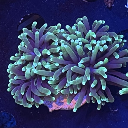 Euphyllia glabrescens (2 główki)