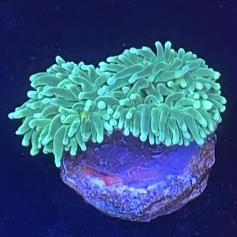 Euphyllia glabrescens green (2 główki)