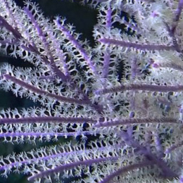 Pseudopterogorgia bipinnata (Purple willow gorgonian)