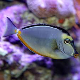 Naso lituratus S