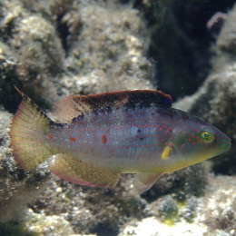 Oxycheilinus bimaculatus