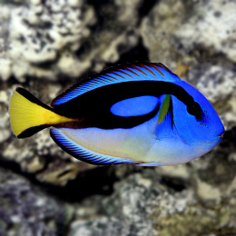 Paracanthurus hepatus (yellow belly) - Adult/XL