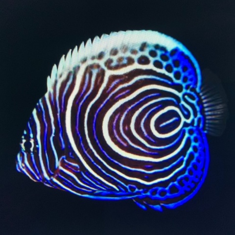 Pomacanthus imperator (Emperor Angel )- JUV/M