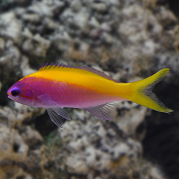 Mirolabrichthys evansi