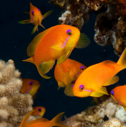 Pseudanthias squamipinnis male