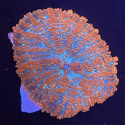 Rhodactis sp. orange (cena za grzyb)