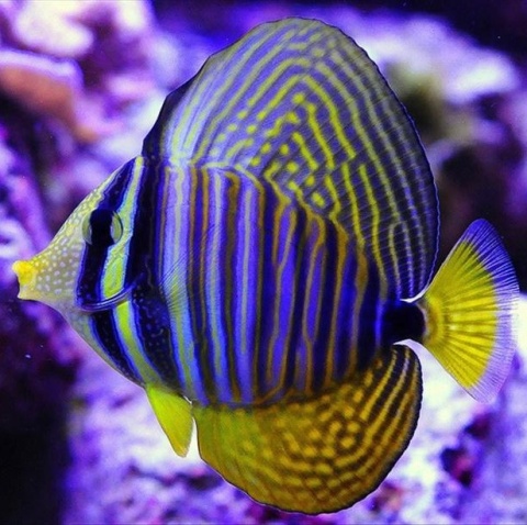 Zebrasoma desjardinii M