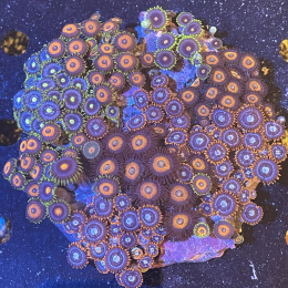 Zoanthusy mixy