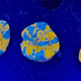 Acanthastrea echinata szczepka (WYSIWYG)
