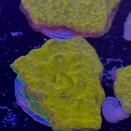 Pachyseris orange (szczepka)