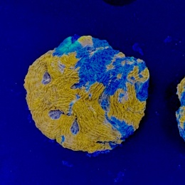 Acanthastrea echinata szczepka (WYSIWYG)