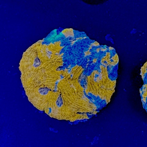 Acanthastrea echinata szczepka (WYSIWYG)