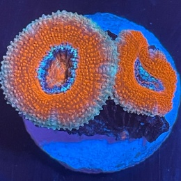 Acanthastrea lordhowensis (szczepka)