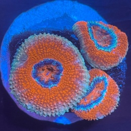 Acanthastrea lordhowensis (szczepka)
