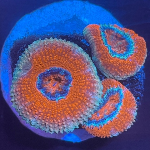 Acanthastrea lordhowensis (szczepka) Acanthastrea lordhowensis (szczepka)