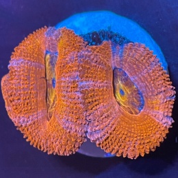 Acanthastrea lordhowensis (szczepka)