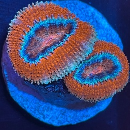 Acanthastrea lordhowensis (szczepka)