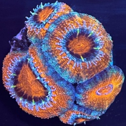 Acanthastrea lordhowensis (szczepka)