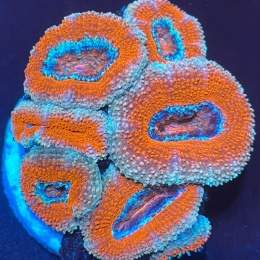 Acanthastrea lordhowensis (szczepka)