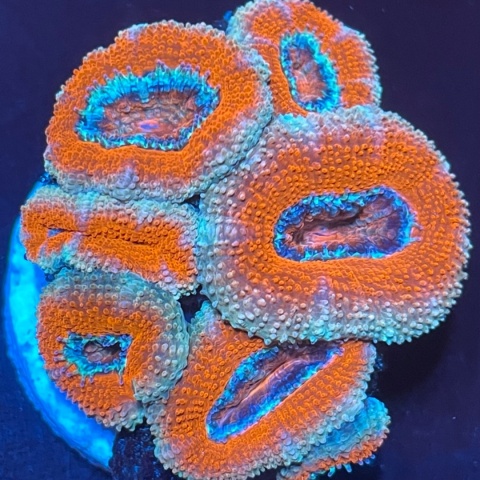 Acanthastrea lordhowensis (szczepka) Acanthastrea lordhowensis (szczepka)
