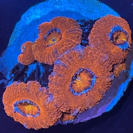 Acanthastrea lordhowensis (szczepka)