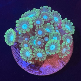 Alveopora sp. (szczepka)