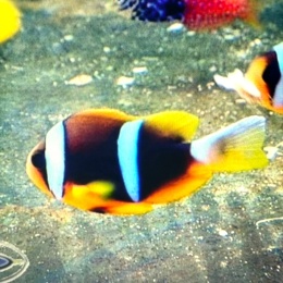 Amphiprion allardi