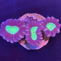 Caulastrea candy cane (cena za głowę)