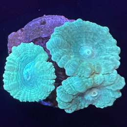 Caulastrea zielona (cena za głowę)
