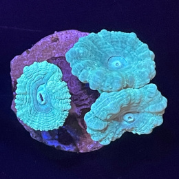 Caulastrea zielona (cena za głowę)