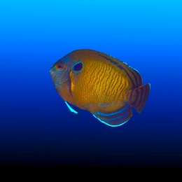 Centropyge multispinis